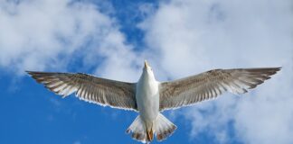 Ile VW Caddy ma na haku? Ile VW Caddy ma na haku?