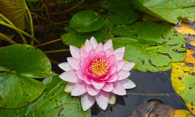 Jakie podkładki na brązowy stół? Jakie podkładki na brązowy stół?