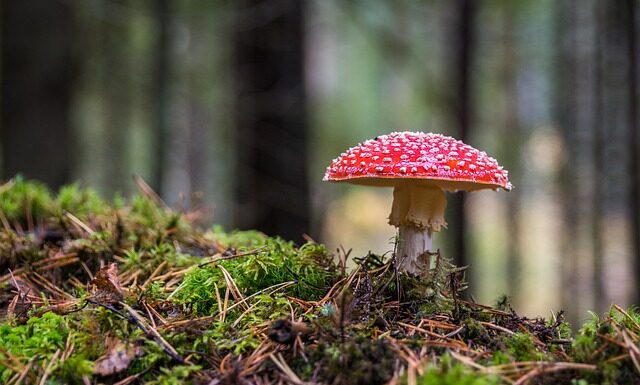 Od czego robi się grzyb w domu? Od czego robi się grzyb w domu?