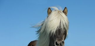 Ile koni ma Citroen C5?