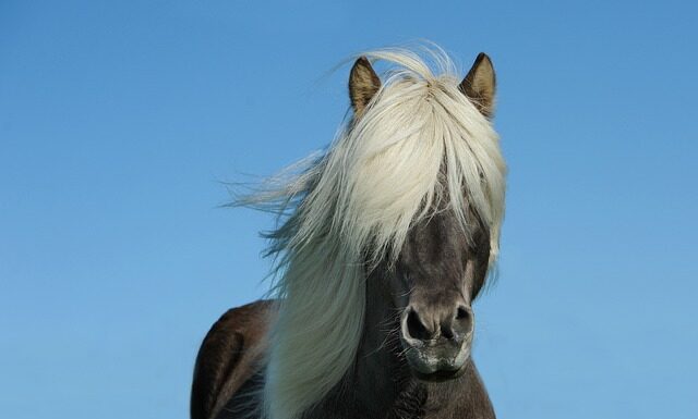 Ile koni ma Citroen C5?