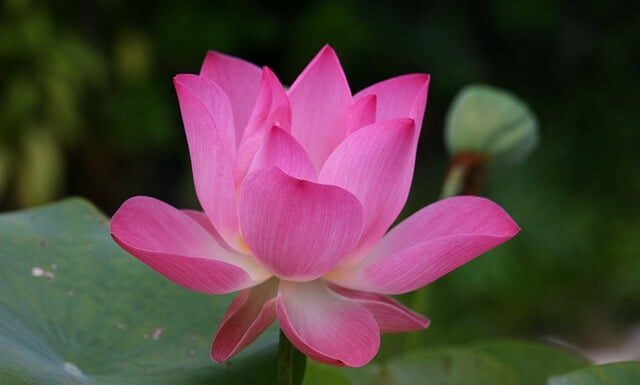 Jak się mówi po angielsku a ty?