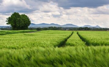 Jaki rozstaw belek pod deski tarasowe?