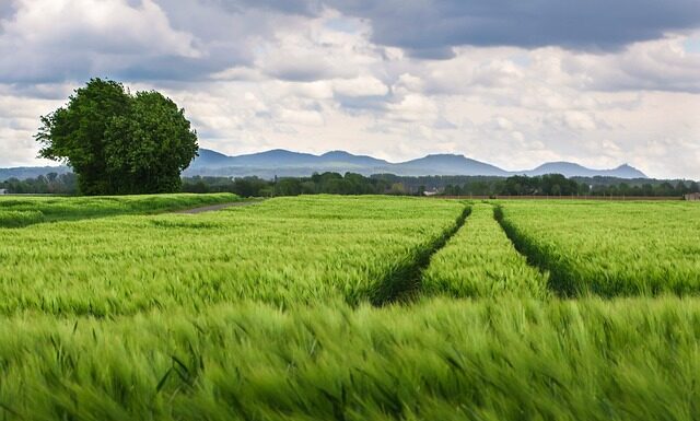 Jaki rozstaw belek pod deski tarasowe? Jaki rozstaw belek pod deski tarasowe?