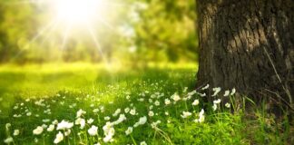 Czy kwiaty powodują wilgoć w domu? Czy kwiaty powodują wilgoć w domu?