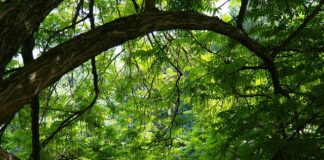 Czy sklejka nadaje się na zewnątrz? Czy sklejka nadaje się na zewnątrz?