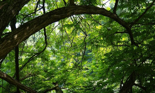 Czy sklejka nadaje się na zewnątrz? Czy sklejka nadaje się na zewnątrz?