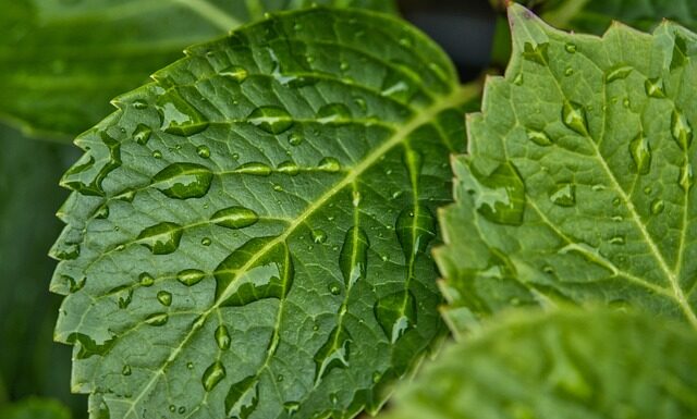 Jak pozbyć się wilgoci z murów?