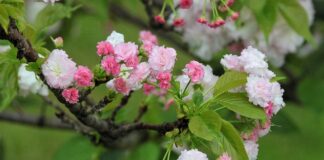 Jaka jest żywotność baterii w Tesli? Jaka jest żywotność baterii w Tesli?