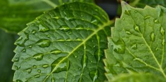 Jak pozbyć się wilgoci w starym domu?