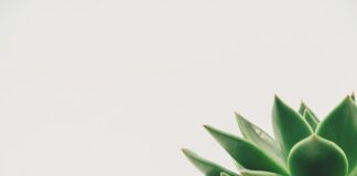 Jaką minimalną temperaturę może mieć Kurczak podawany gościom? Jaką minimalną temperaturę może mieć Kurczak podawany gościom?