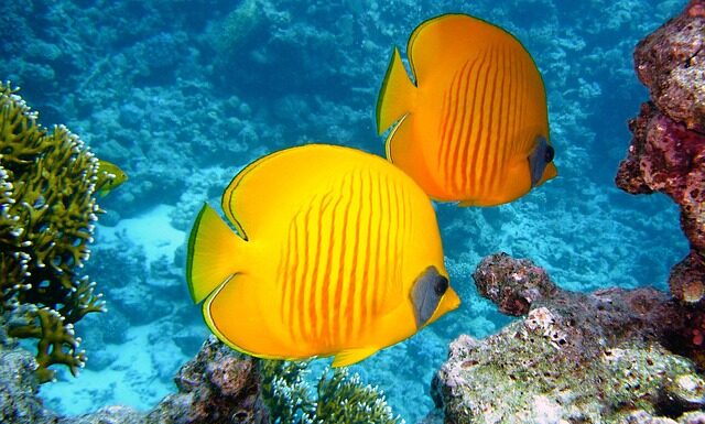 Jak nurkować w Assassin's Creed Origins?