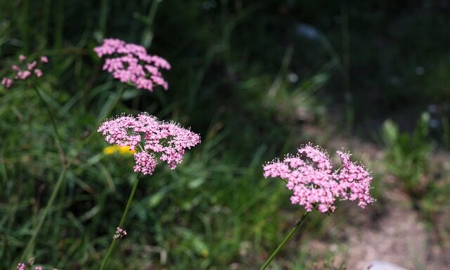Czy fazowanie płyt gk przy ścianie?