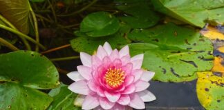 Z czego można zrobić podkładki pod talerze?