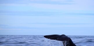 Jaką grubość płyty OSB na ścianę zewnętrzna? Jaką grubość płyty OSB na ścianę zewnętrzna?