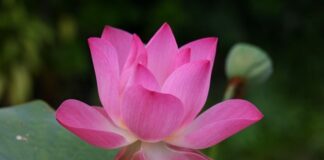 Jak się mówi po angielsku rak? Jak się mówi po angielsku rak?