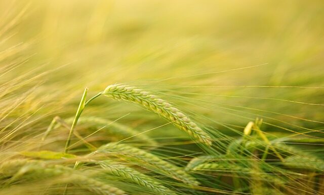 Jak równo przyciąć Makramę?