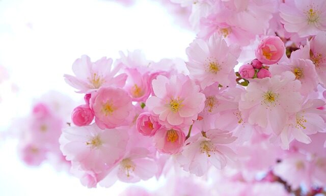 Jakie rośliny pochłaniają wilgoć? Jakie rośliny pochłaniają wilgoć?