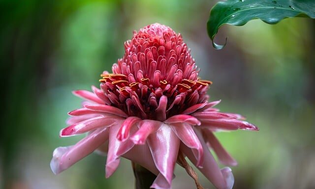 Co trzeba zrobić żeby pochodnia świeciła w Minecraft?