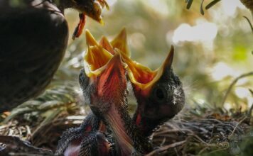 Co ile karmić niemowlę mlekiem modyfikowanym? Co ile karmić niemowlę mlekiem modyfikowanym?