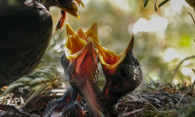 Co ile karmić niemowlę mlekiem modyfikowanym? Co ile karmić niemowlę mlekiem modyfikowanym?