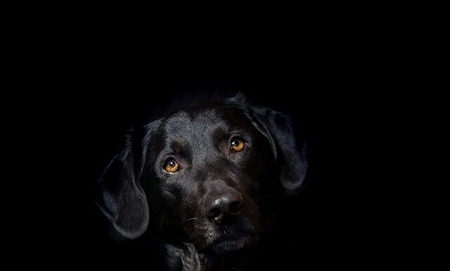 Jaka hybryda 2023? Jaka hybryda 2023?