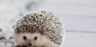 Jakie kołki do wieszania szafek? Jakie kołki do wieszania szafek?