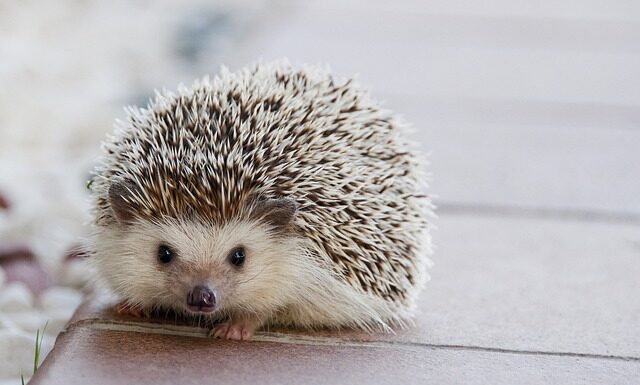 Jakie kołki do wieszania szafek?