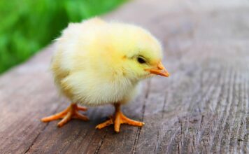 Ile stopni musi mieć Kurczak w środku?