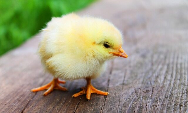 Ile stopni musi mieć Kurczak w środku? Ile stopni musi mieć Kurczak w środku?