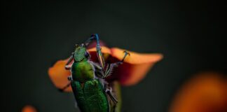 Ile biegów ma Żuk?