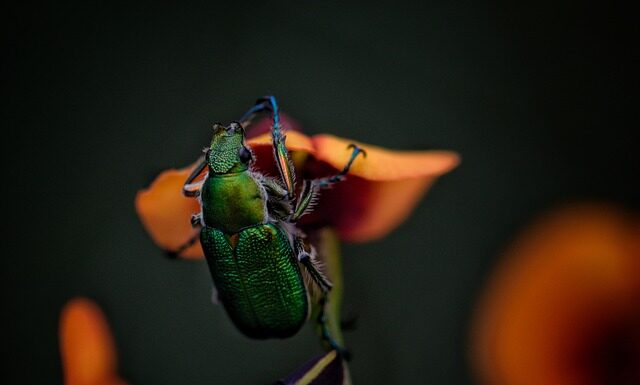 Ile biegów ma Żuk?