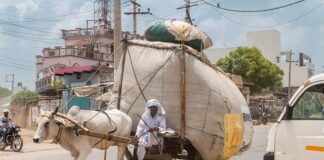 Jak wygląda wół? Jak wygląda wół?