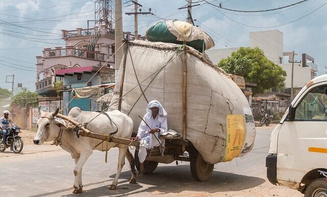 Jak wygląda wół? Jak wygląda wół?