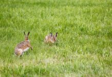 Czy można Skleić lampę w samochodzie?