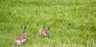 Czy można Skleić lampę w samochodzie?
