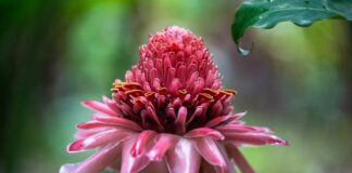 Z czego zrobiona jest pochodnia?