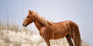 Ile osób w Polsce ma Mustanga?