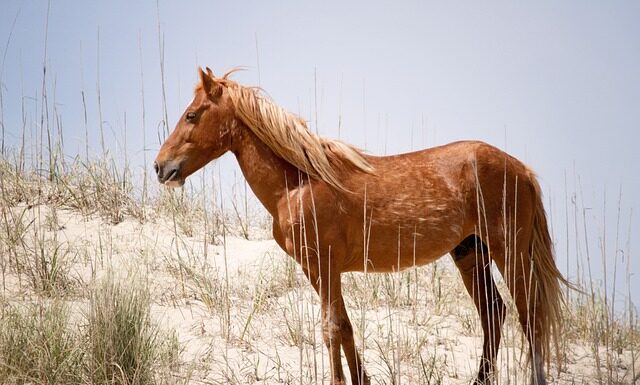 Ile osób w Polsce ma Mustanga? Ile osób w Polsce ma Mustanga?