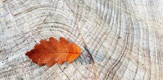 Czy można jeździć bez pierścienia centrującego? Czy można jeździć bez pierścienia centrującego?