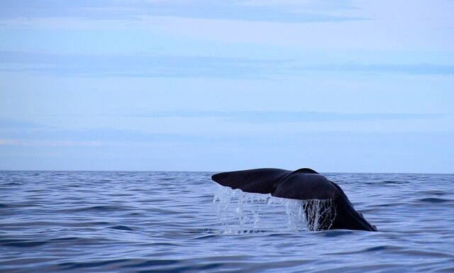Jaką grubość płyty OSB na sufit? Jaką grubość płyty OSB na sufit?