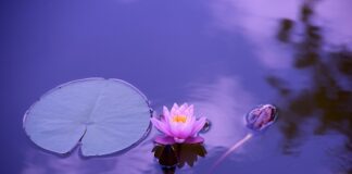 Jak obliczyć stawkę za ciepła wodę?