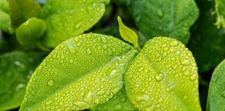 Jakie choroby wywołuje wilgoć w domu?