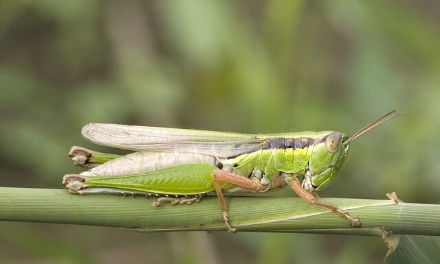 Jak podłączyć przepływowy ogrzewacz wody Dafi?
