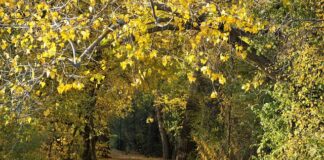 Dlaczego świecą się zapada? Dlaczego świecą się zapada?