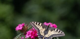 Jakie jest najrzadsze auto na świecie?